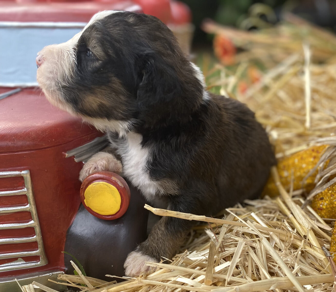 Cobblestone September "I'm SOLD to Jane in North Carolina!"