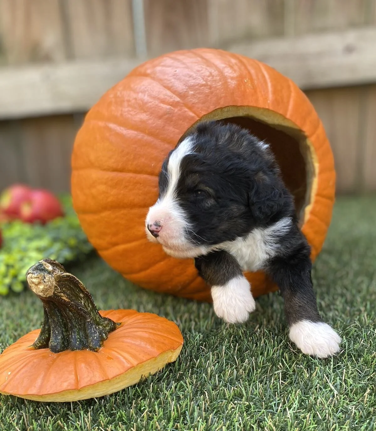 Bernedoodle-Puppy-Adorable.jpeg