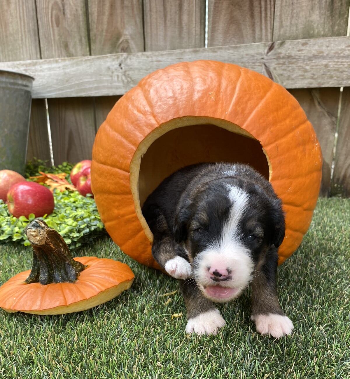 Cobblestone Scarecrow "I'm SOLD!" π