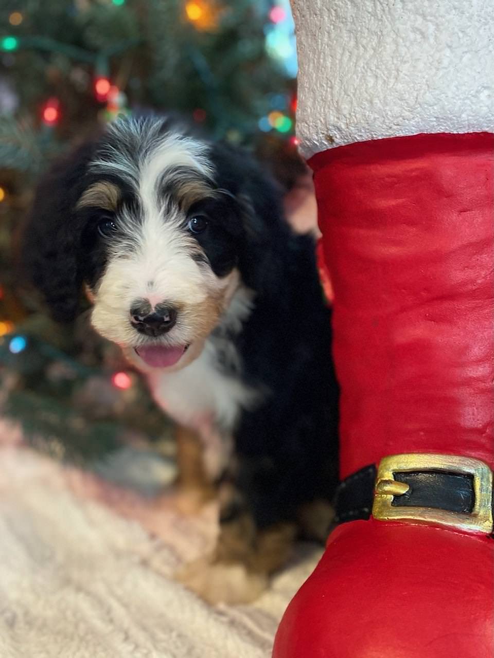 Cobblestone Mistletoe π