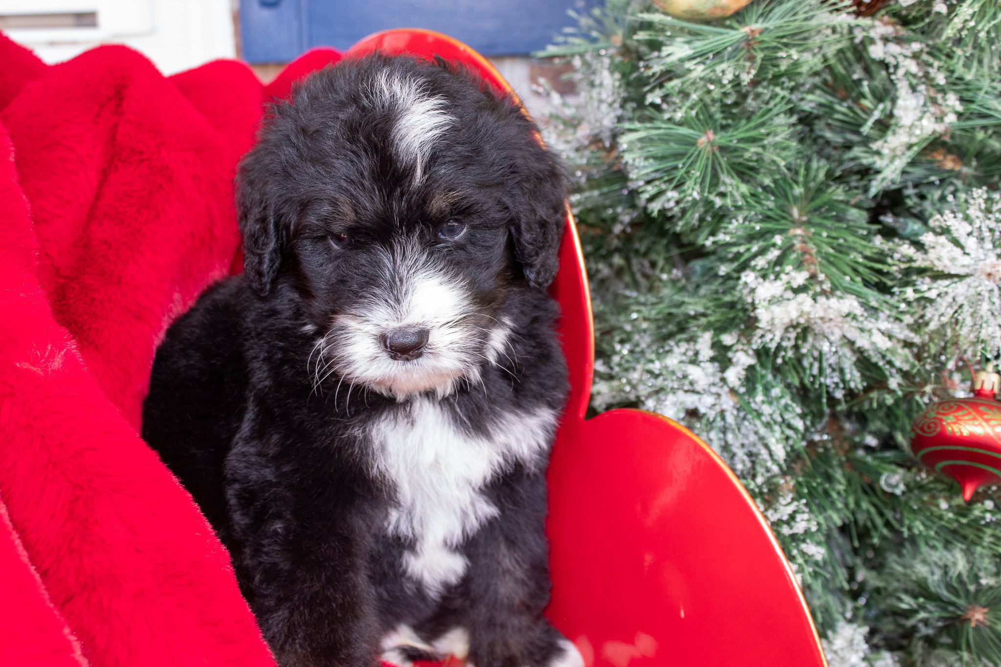 Tri-Bernedoodle-St-Nick-1.jpg