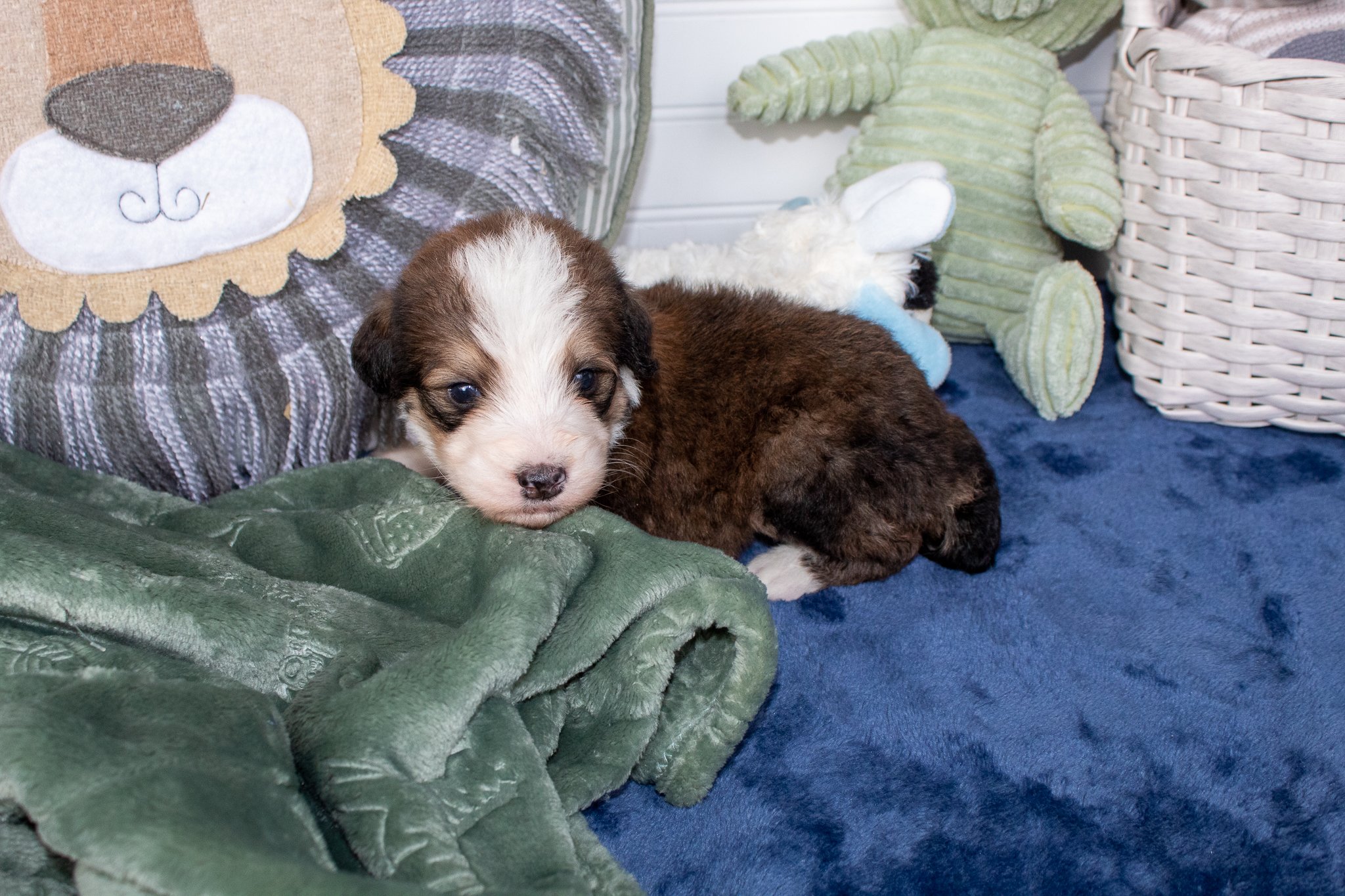 bernedoodle-puppy-3-weeks-of-age.jpg