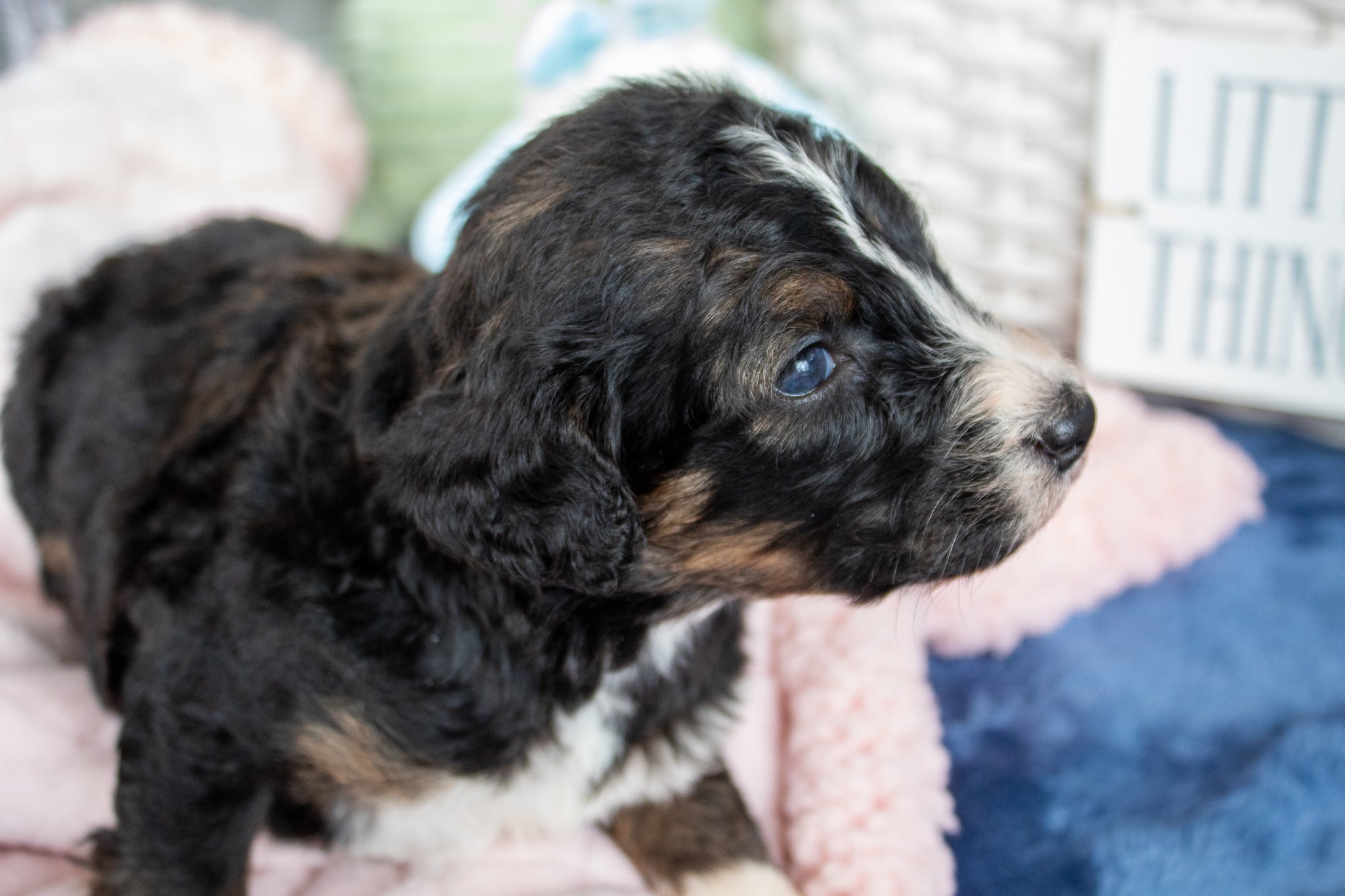 sable-tri-dark-bernedoodle.jpg