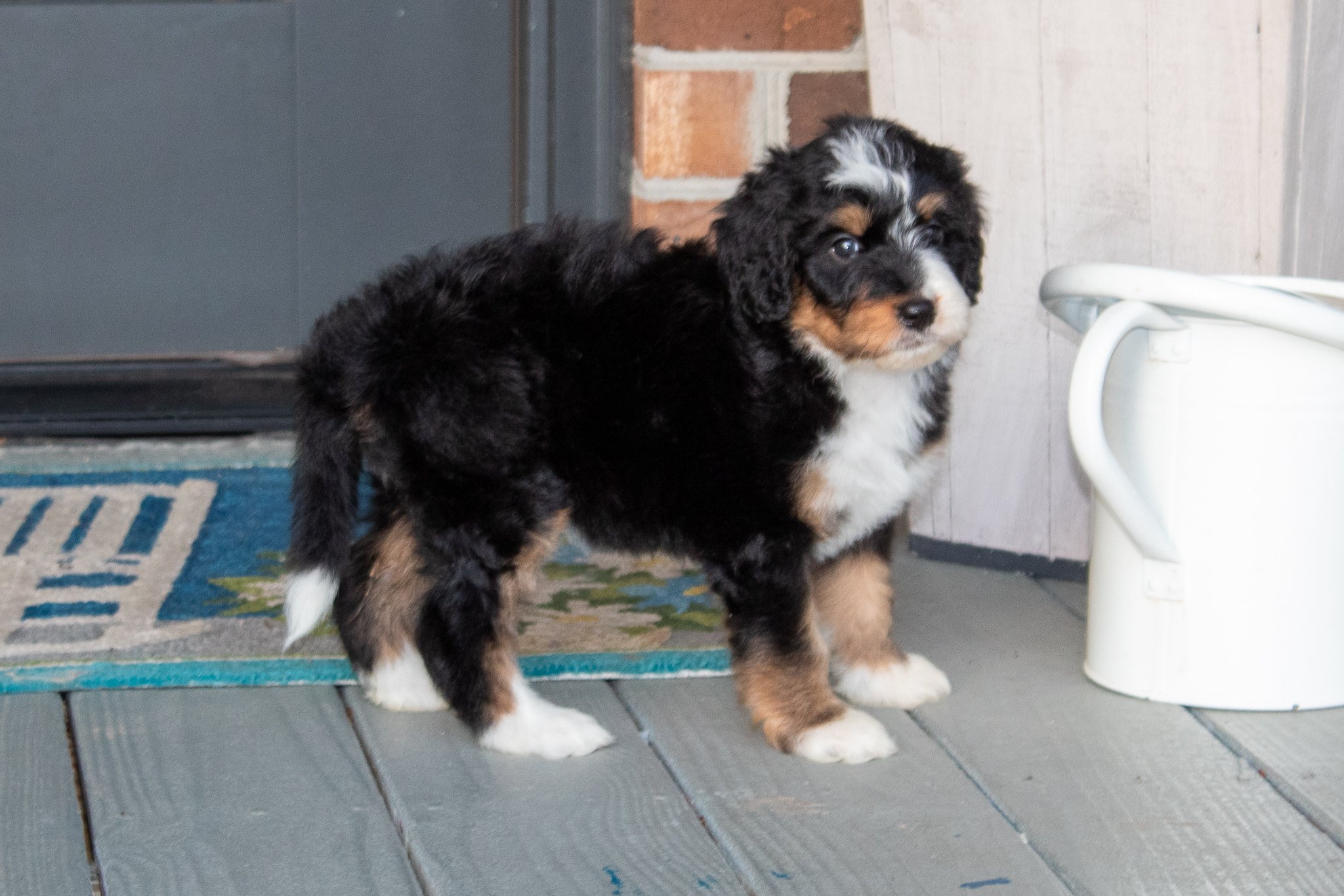 family-bernedoodles.jpg