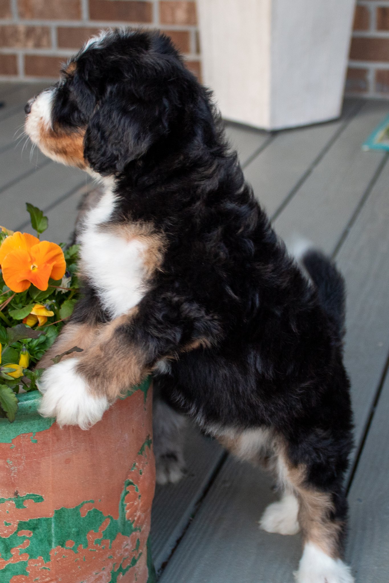 bernedoodles-ready-for-adoption.jpg