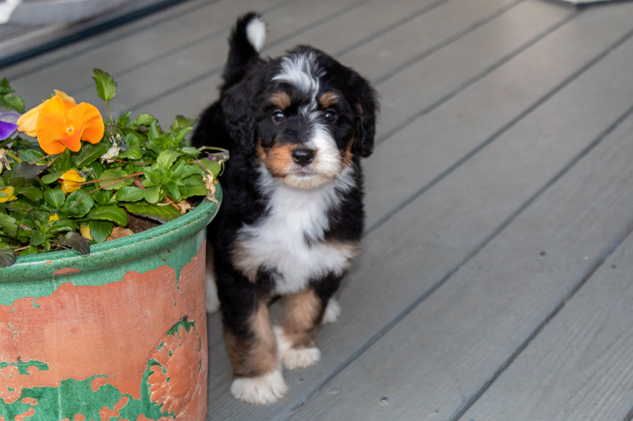 adopt-female-bernedoodle.jpg