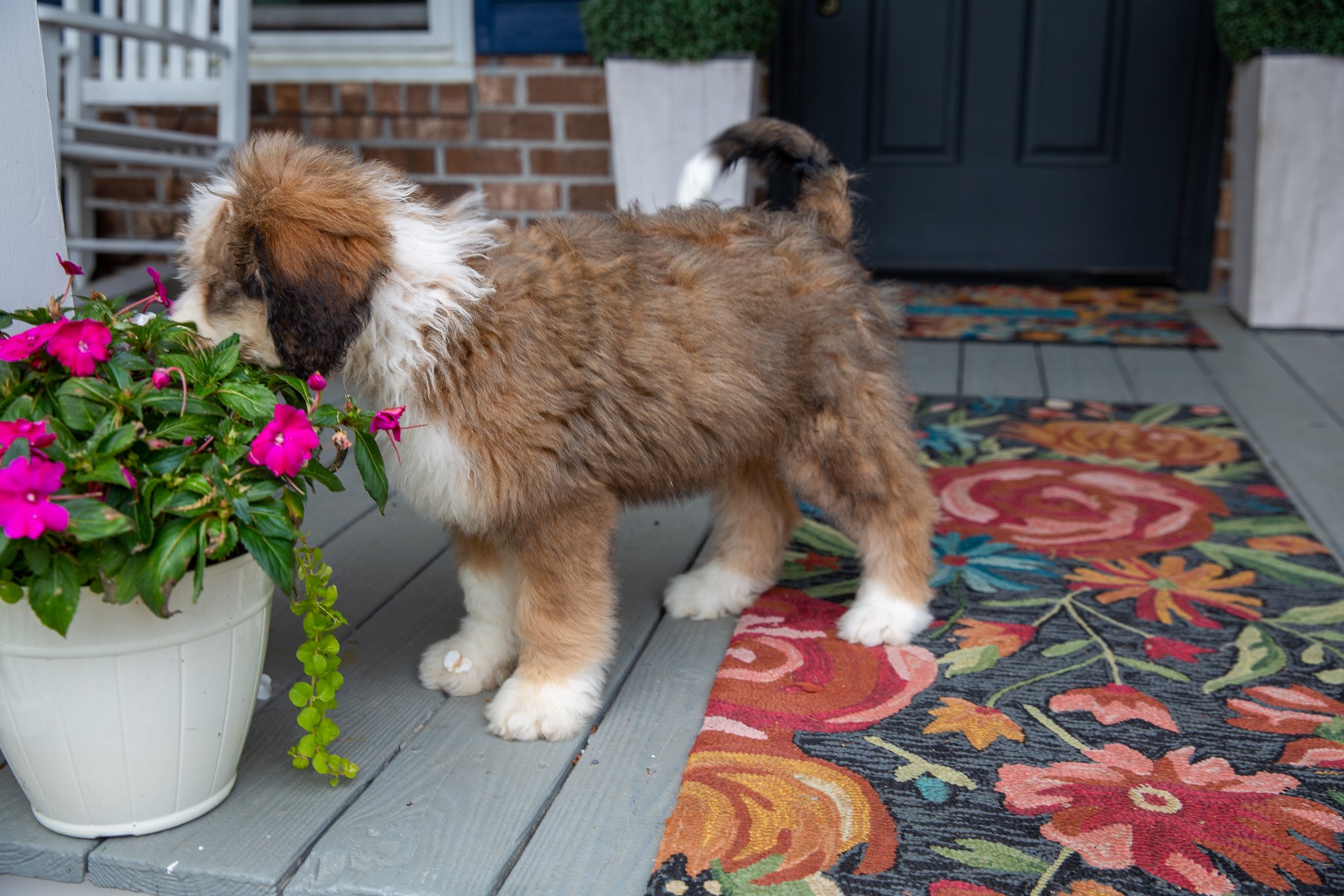 bernedoodles-charleston.jpg