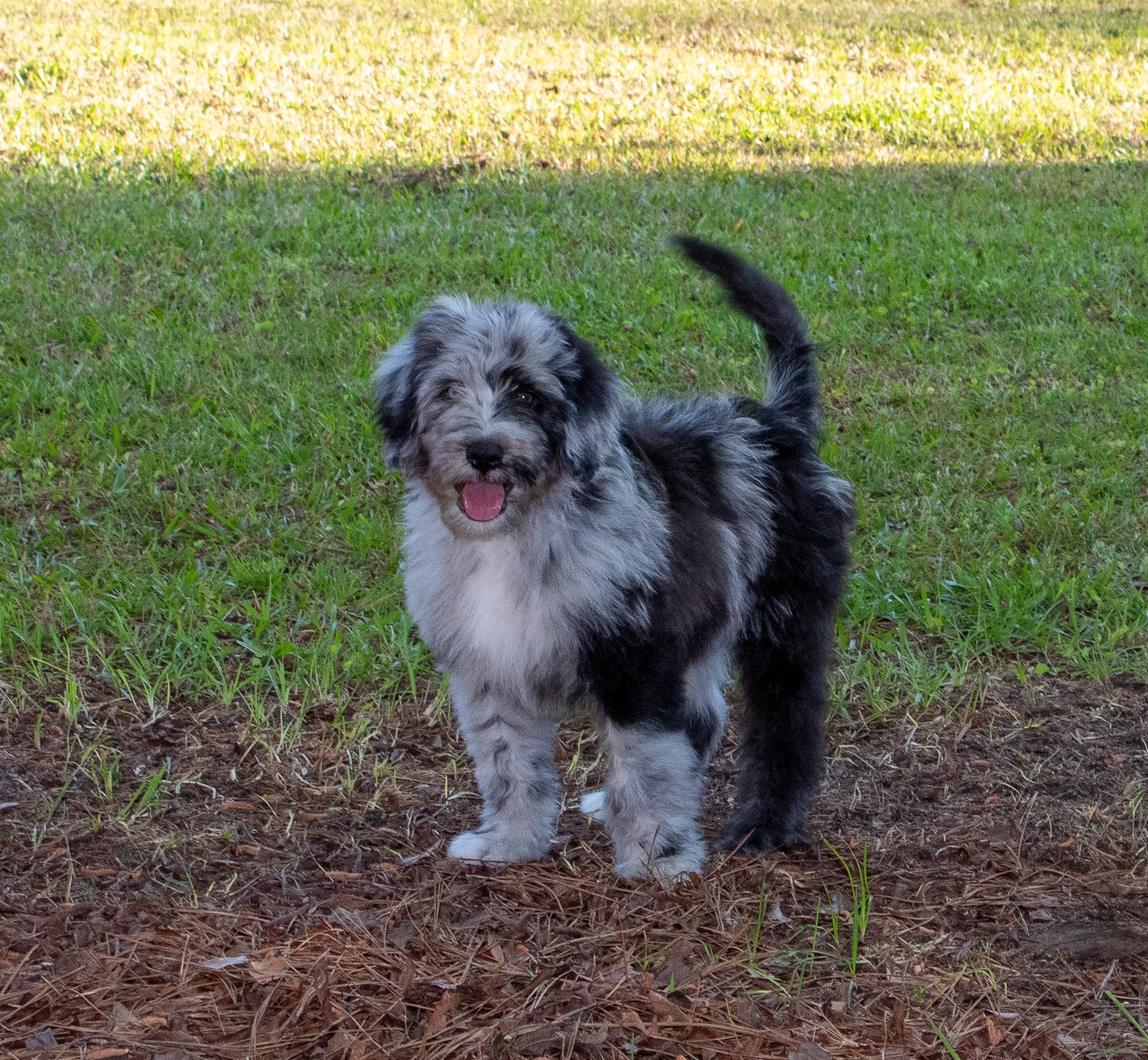 Bernedoodles-Male-Available.jpg