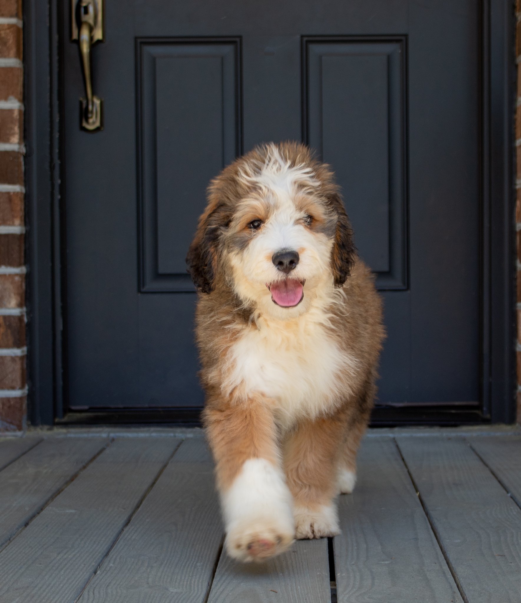 sable-male-bernedoodle-puppy.jpg