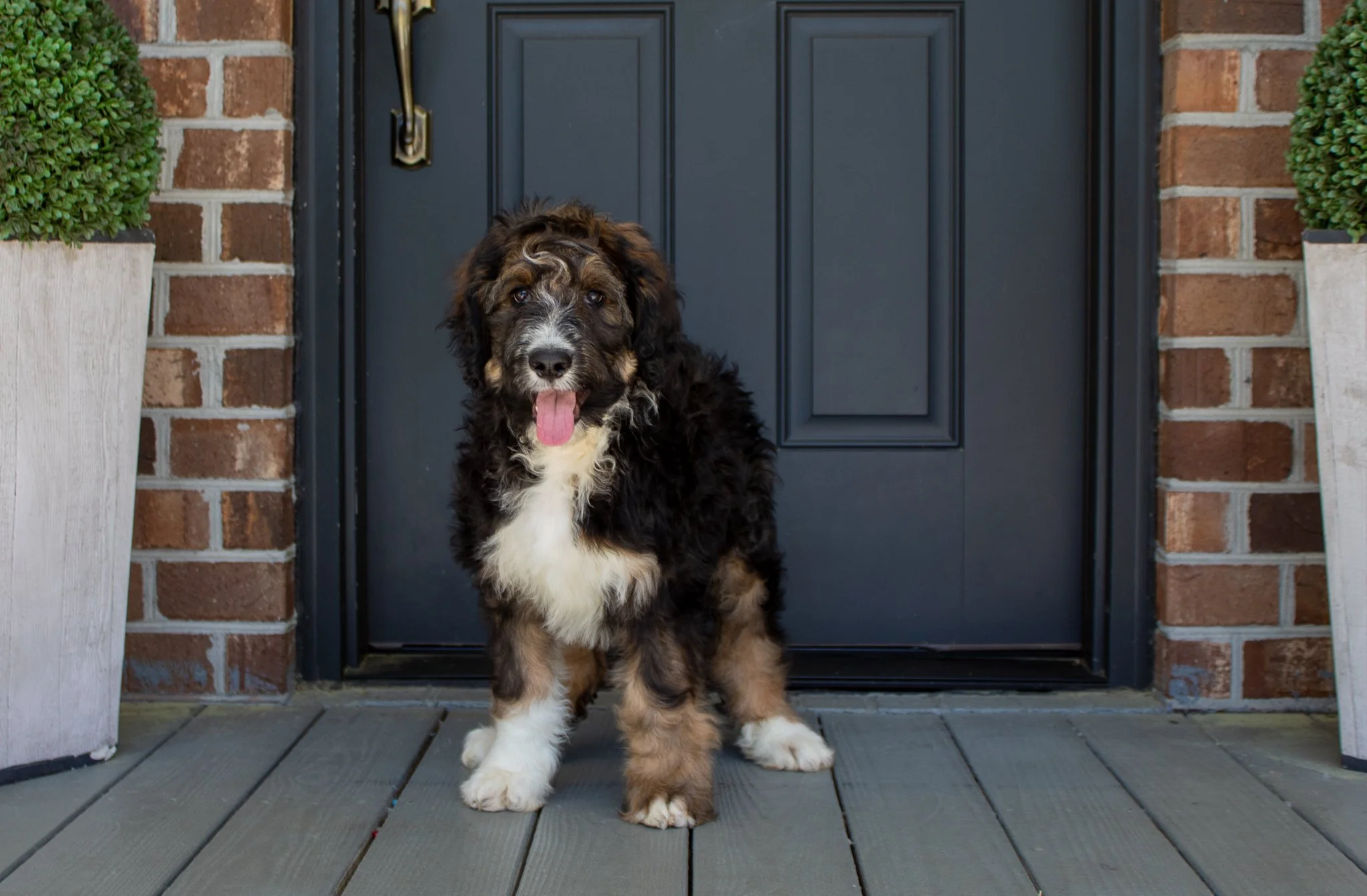 Cobblestone-Bernedoodles-Male-Bernedoodle