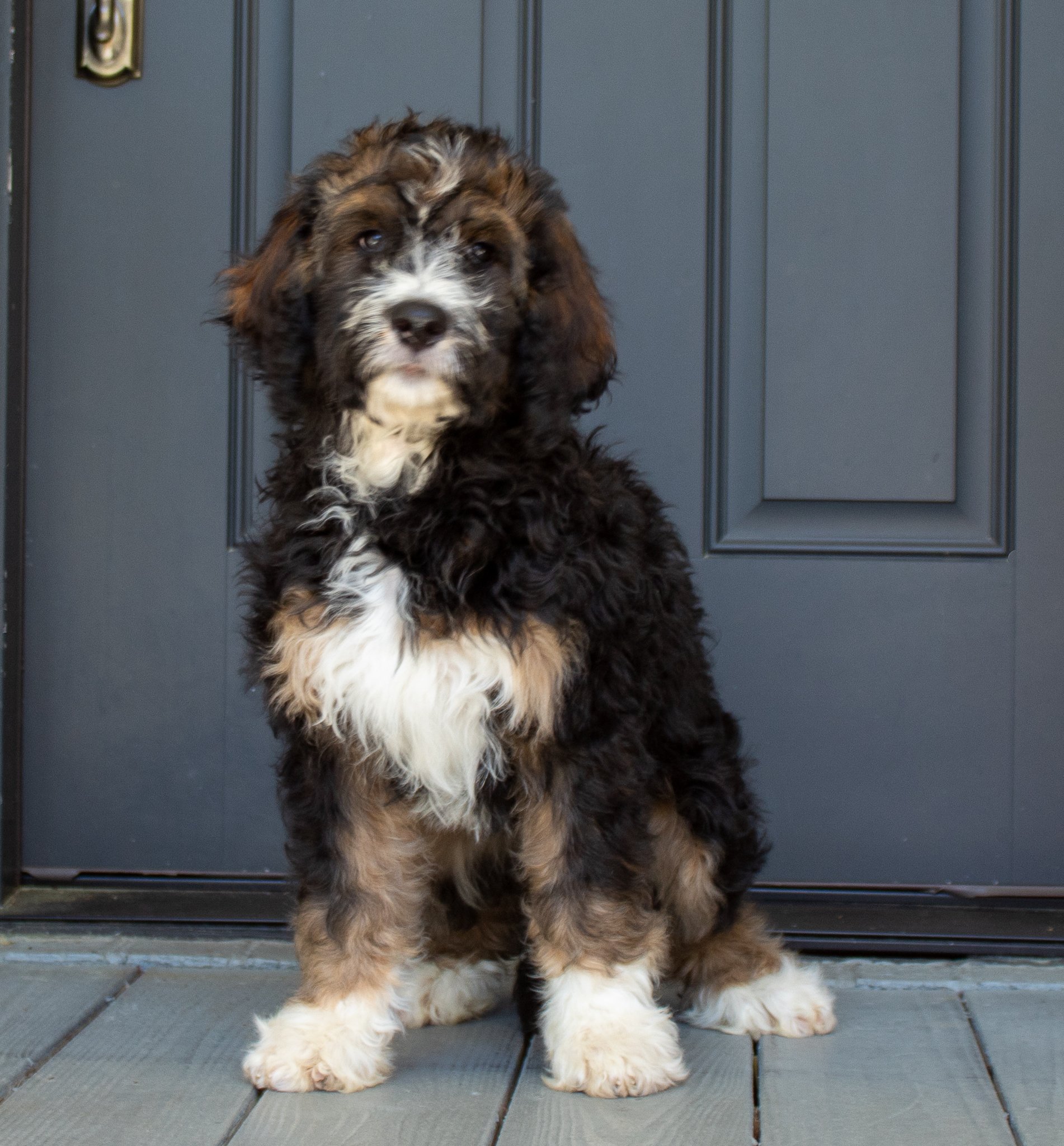 Bernedoodles-available-south.jpg