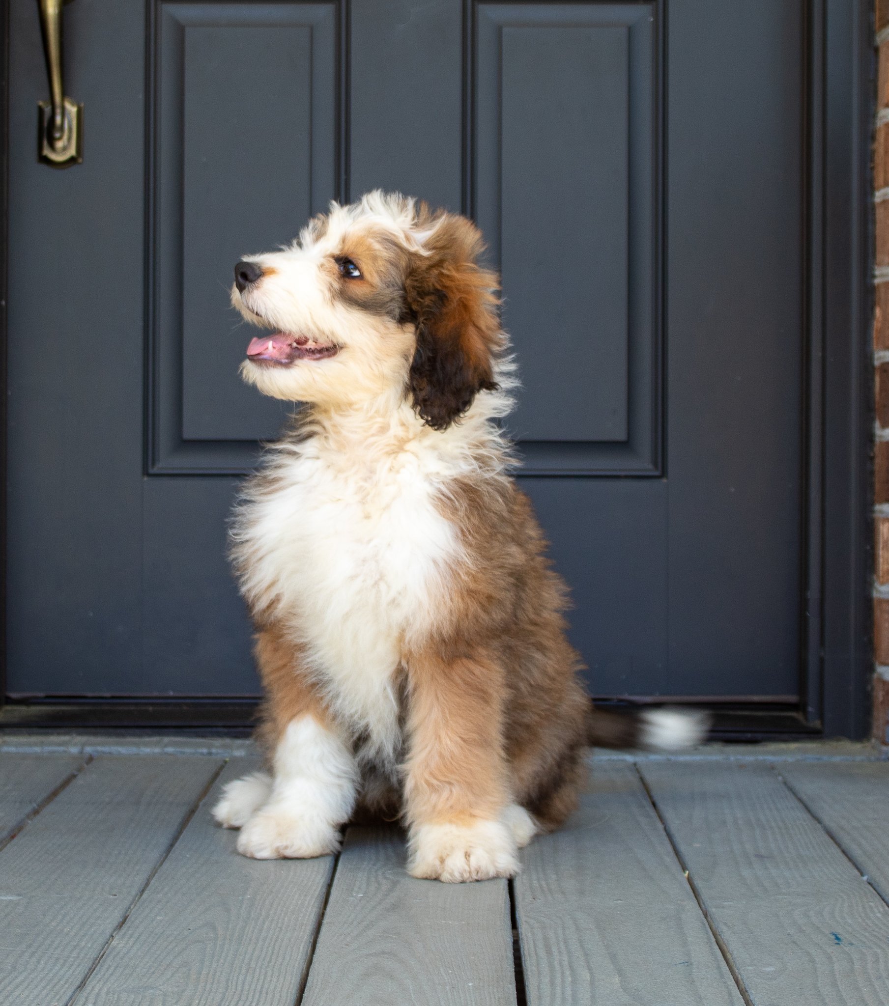 sable-bernedoodles-for-sale.jpg