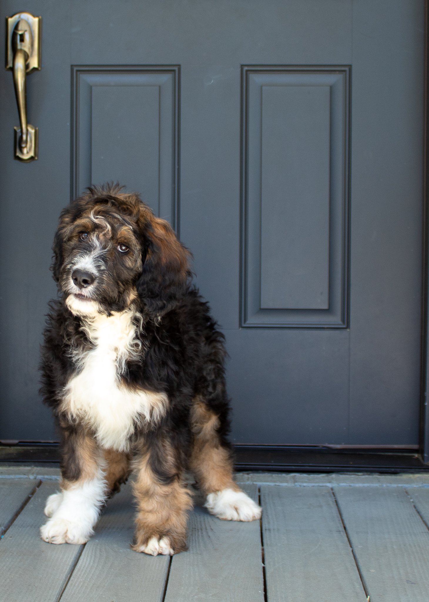 Bernedoodle-Greenville-SC.jpg