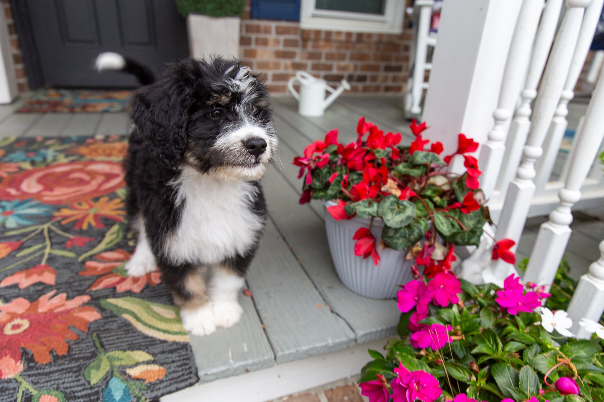 bernedoodle-male.jpg