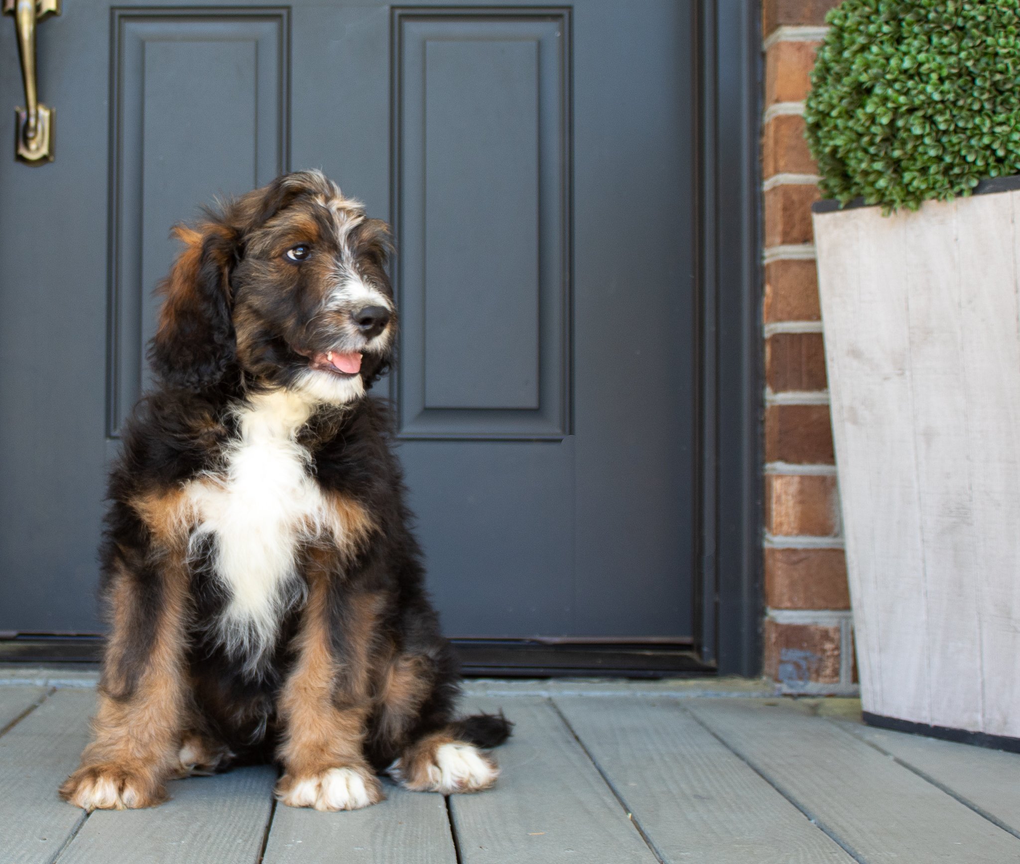 Sable-Bernedoodle-Puppy.jpg