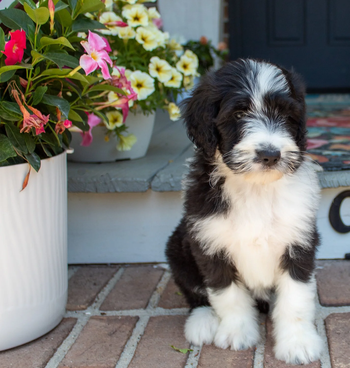 cobblestone-bernedoodles-carolinas.jpg