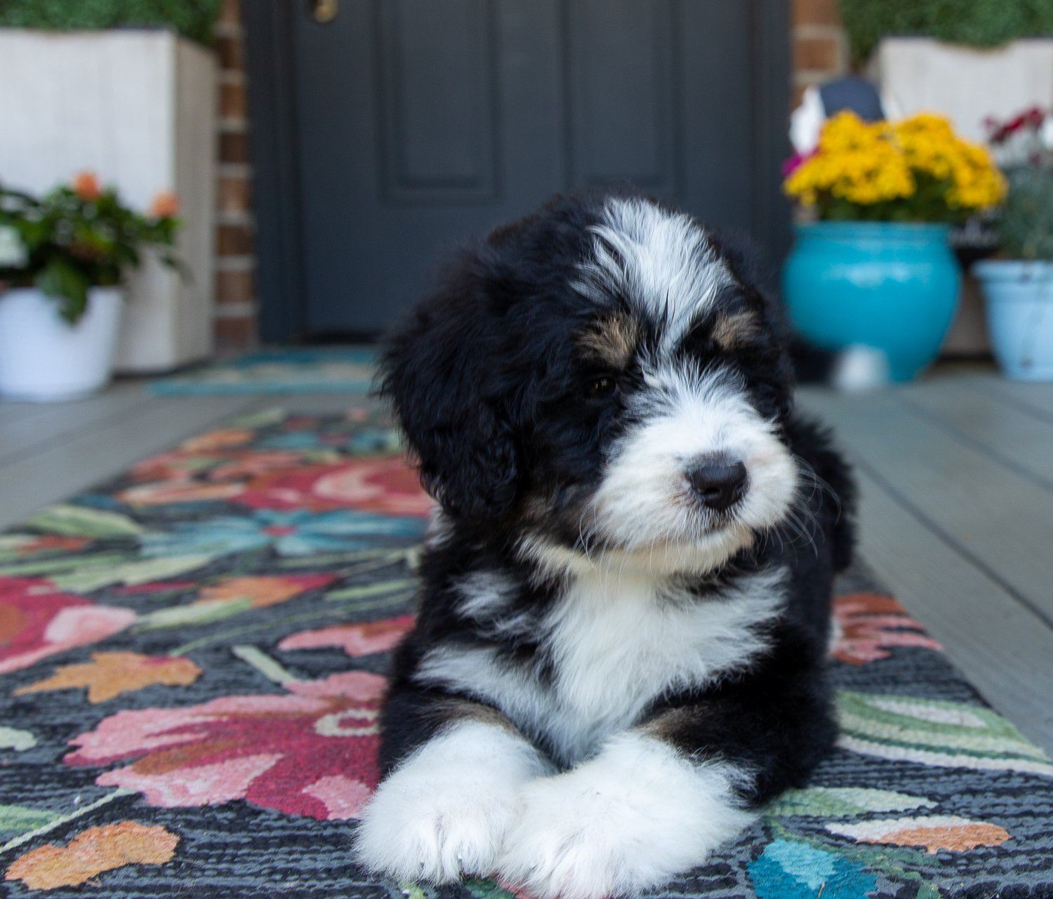 tri-color-f1-standard-bernedoodle.jpg