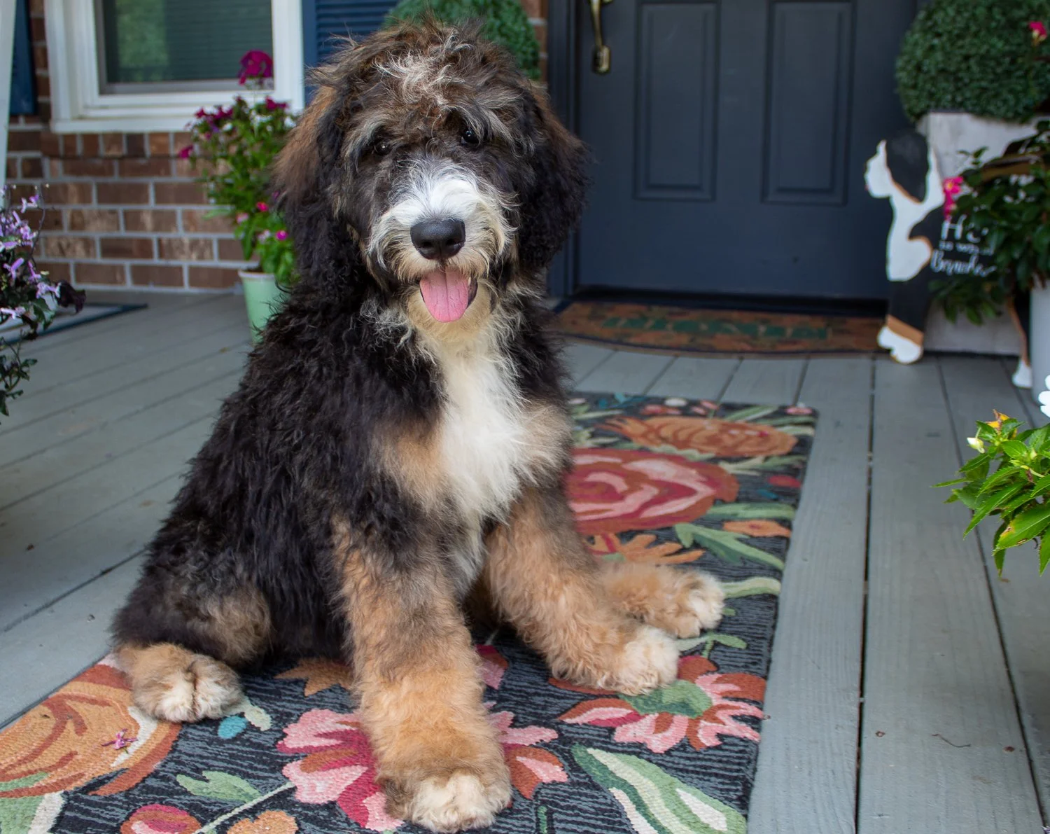 bernedoodle-available-sc.jpg