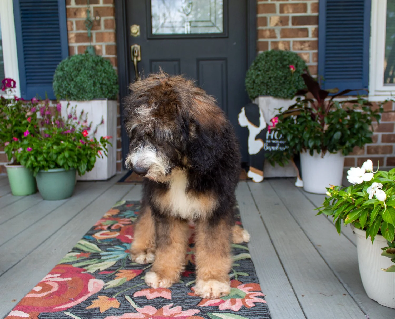 chareston-sc-bernedoodle-puppies.jpg