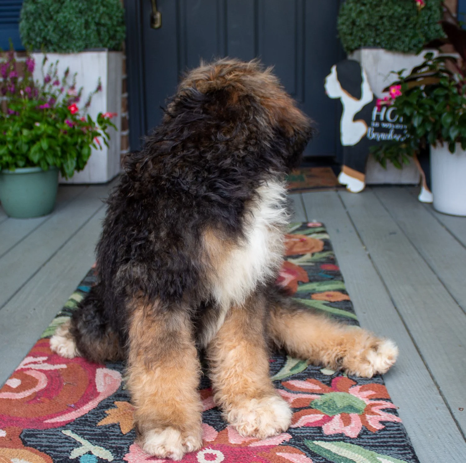 doodles-bernedoodles-summerville.jpg
