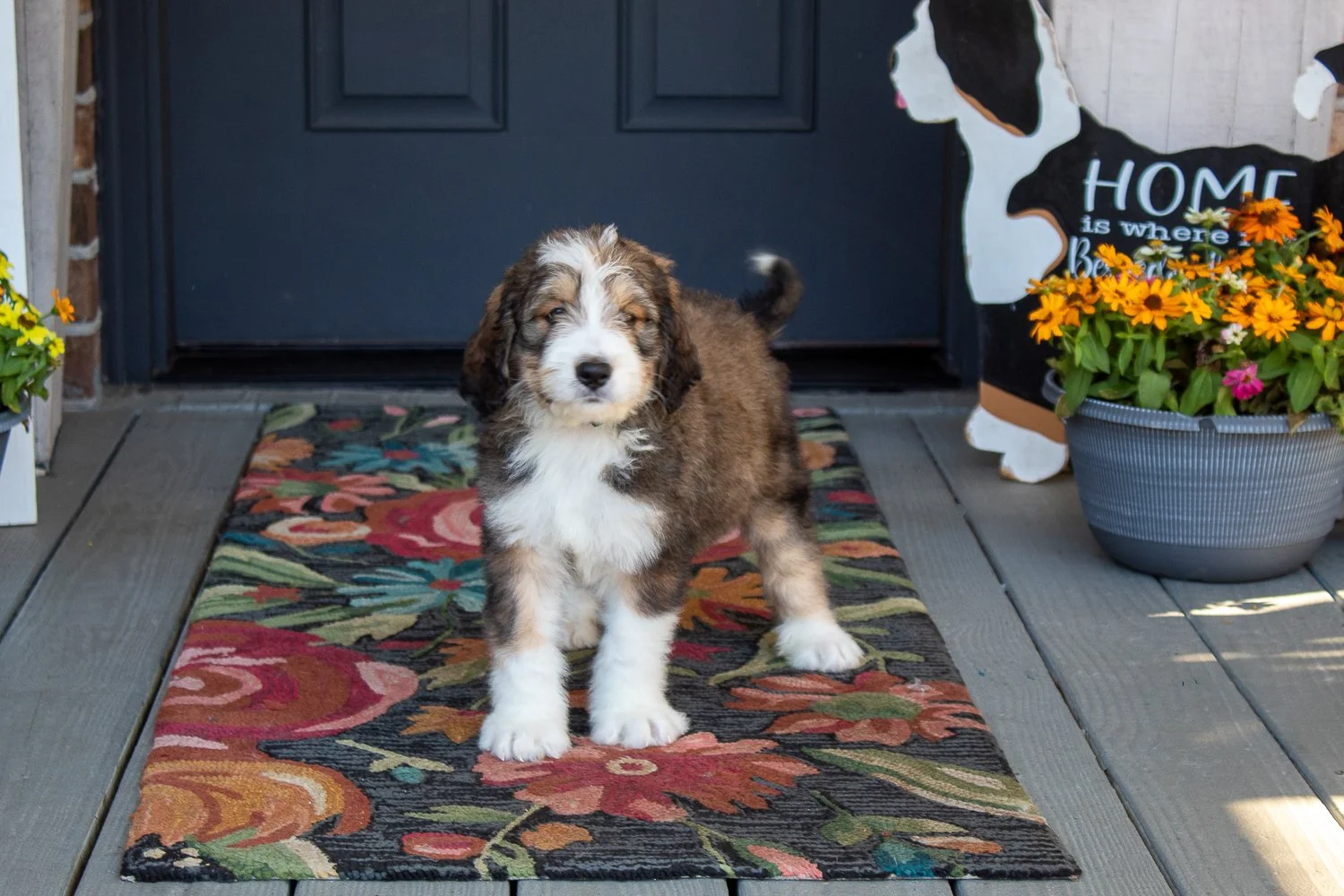 -bernedoodle-puppies-for-sale.jpg