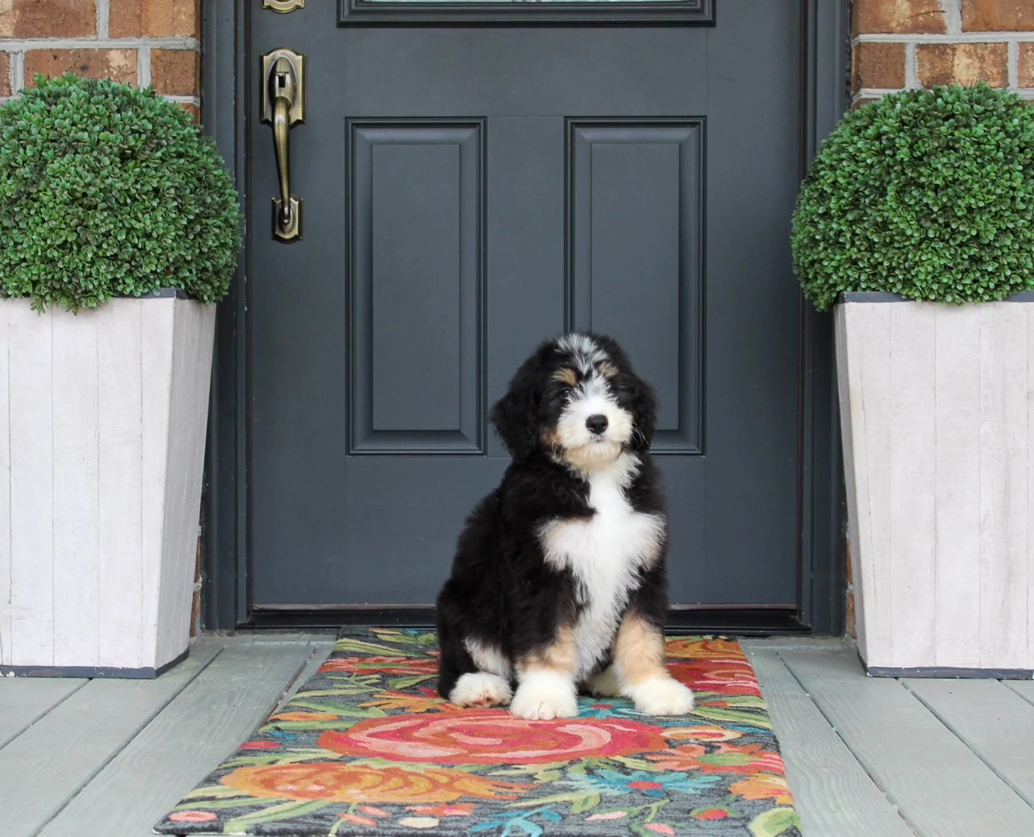 bernedoodles-greenville-sc.jpg
