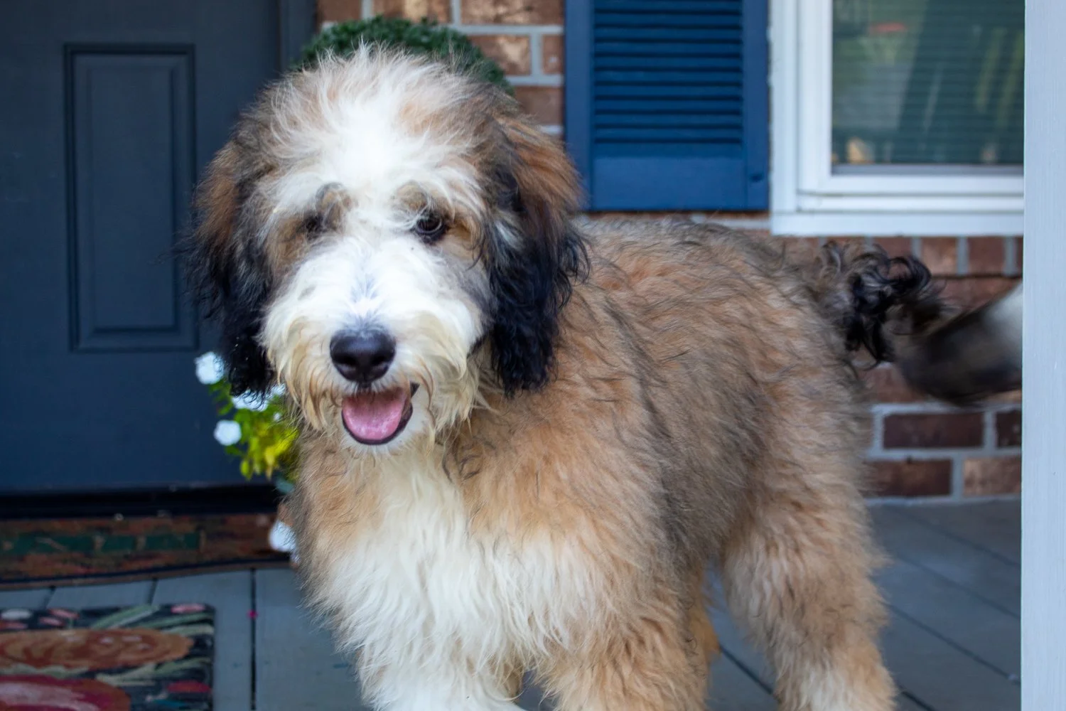 bernedoodles-aiken-sc-1.jpg