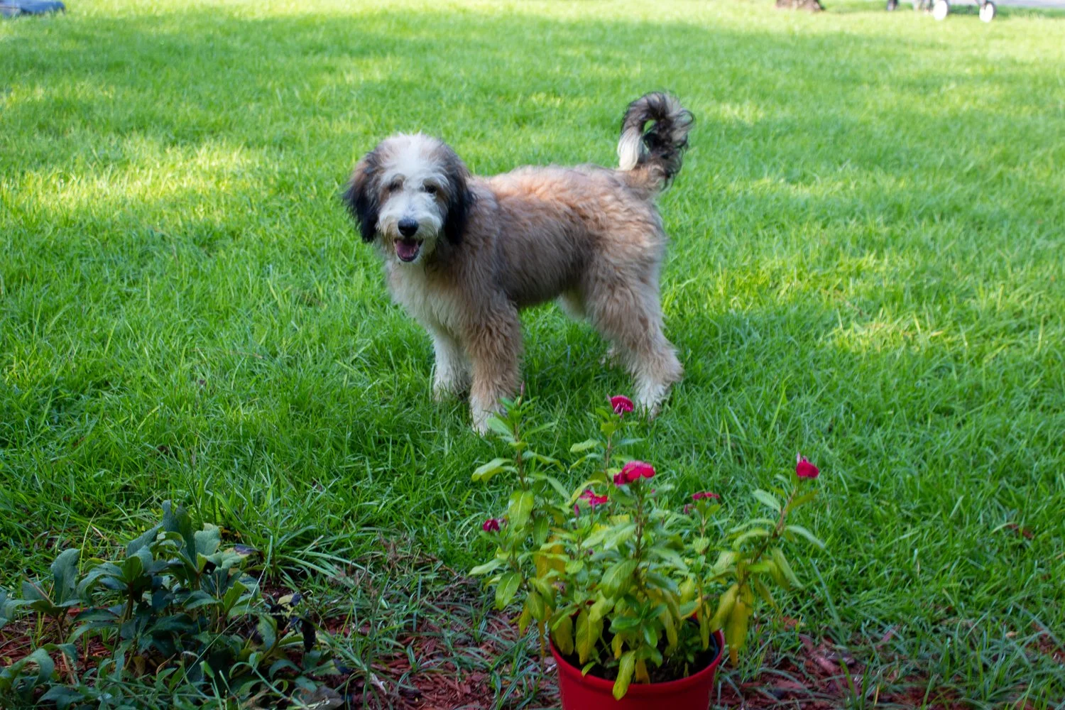 blond-bernedoodle.jpg