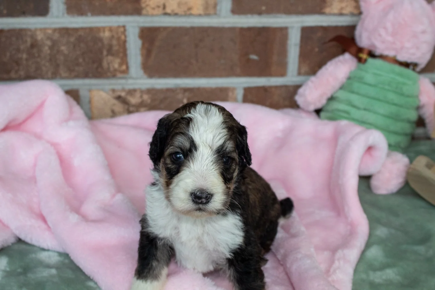 bernedoodle-standard-charleston.jpg
