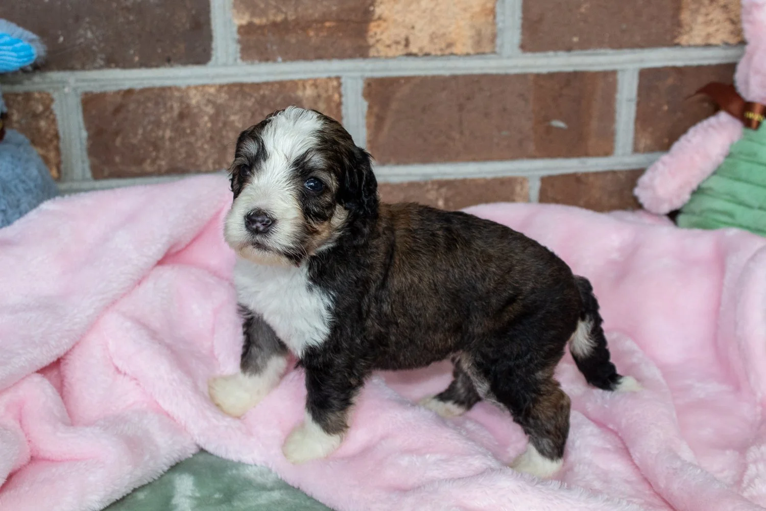 best-family-dog-bernedoodle.jpg