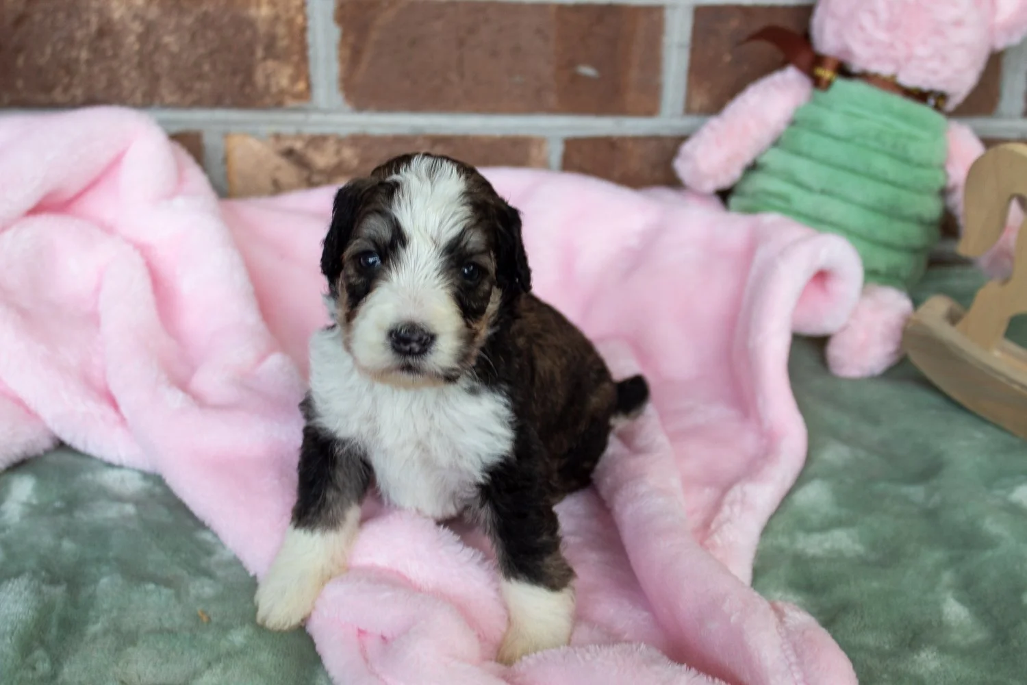 doodle-puppies-summerville.jpg