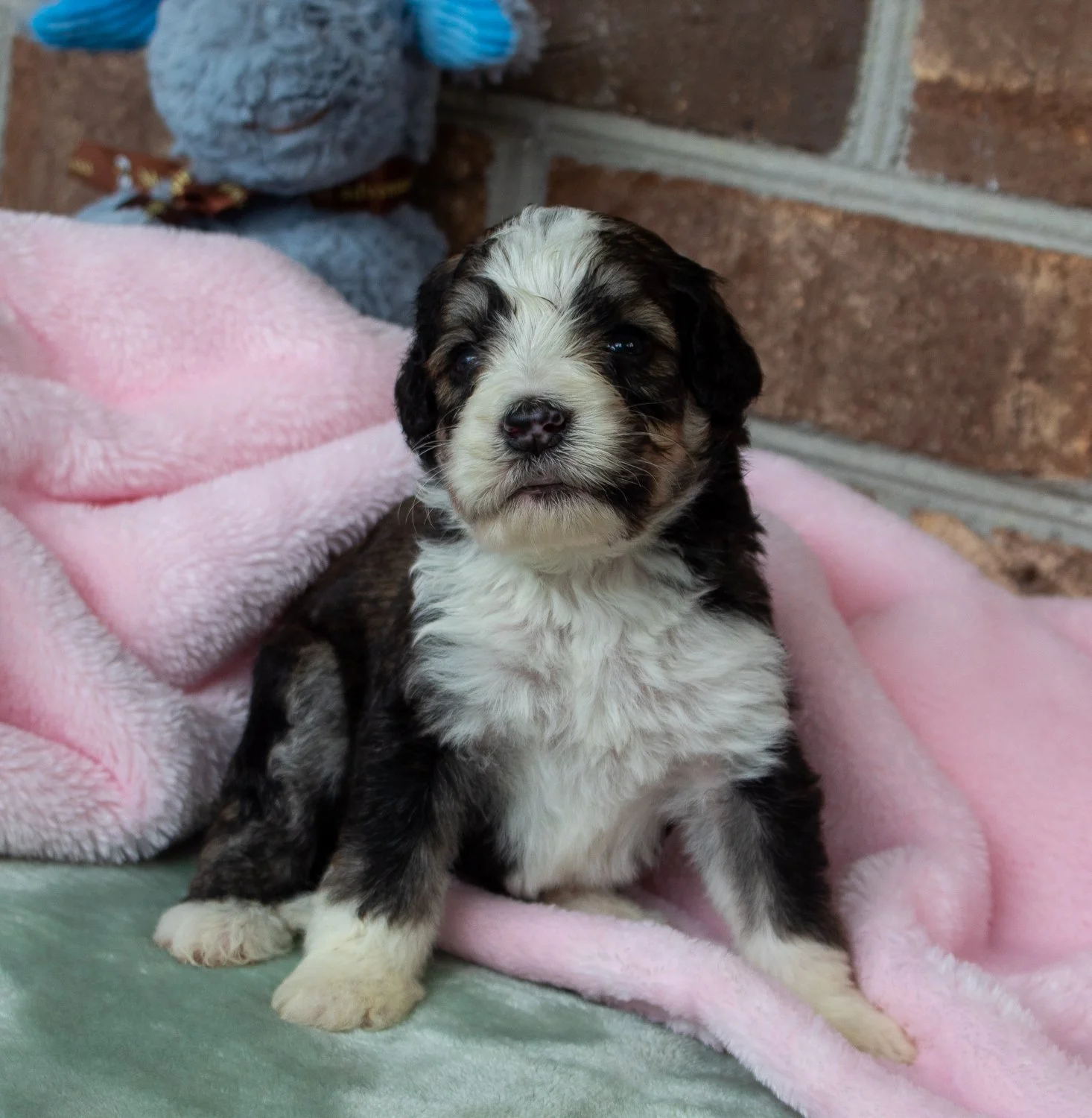 south-carolina-bernedoodles.jpg