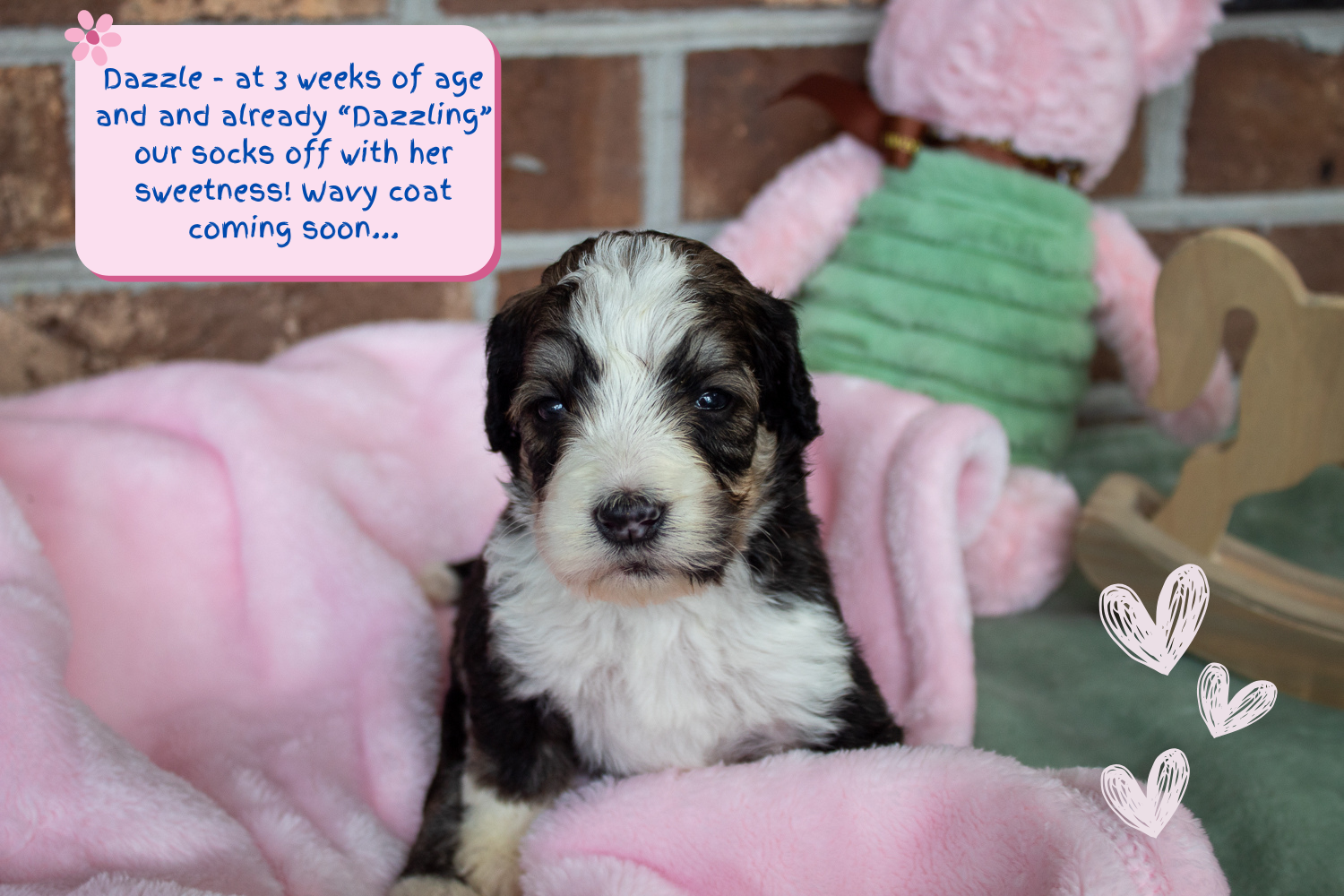 Dazzle Tri Color Sable Bernedoodle