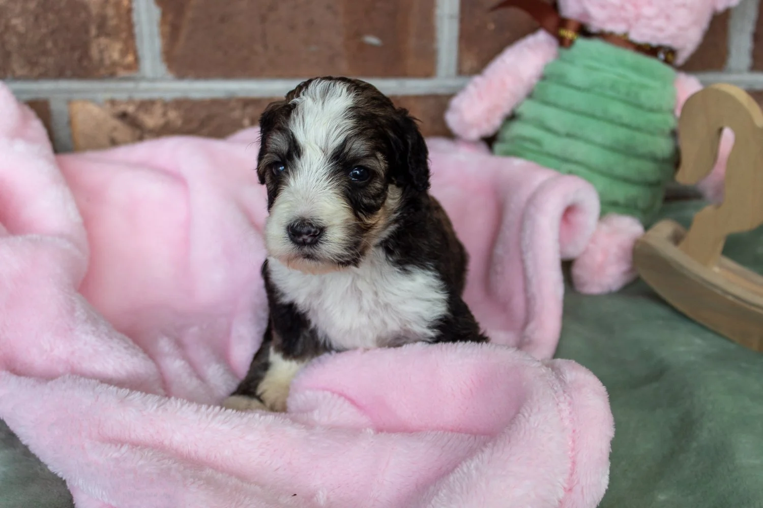 bernedoodle-available-puppies.jpg