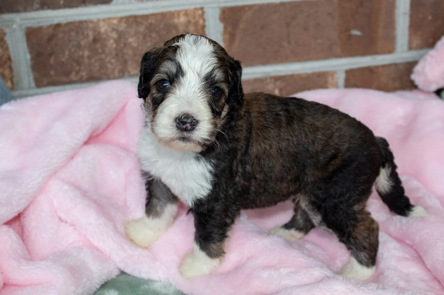 best-family-dog-bernedoodle-1.jpg