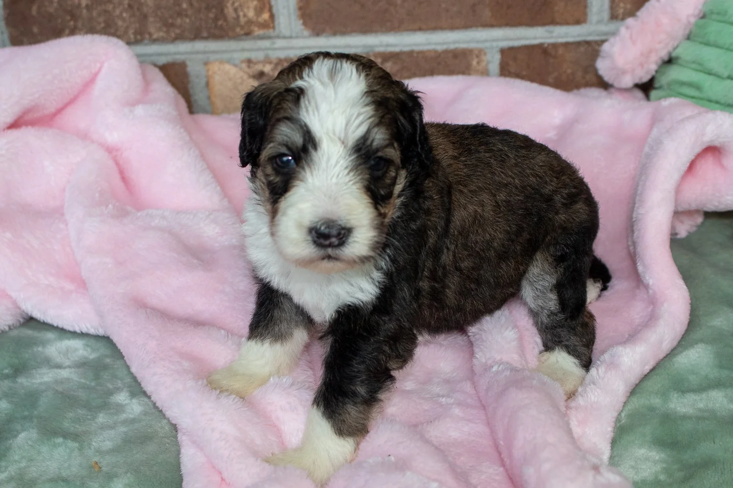 bernedoodles-near-columbia.jpg
