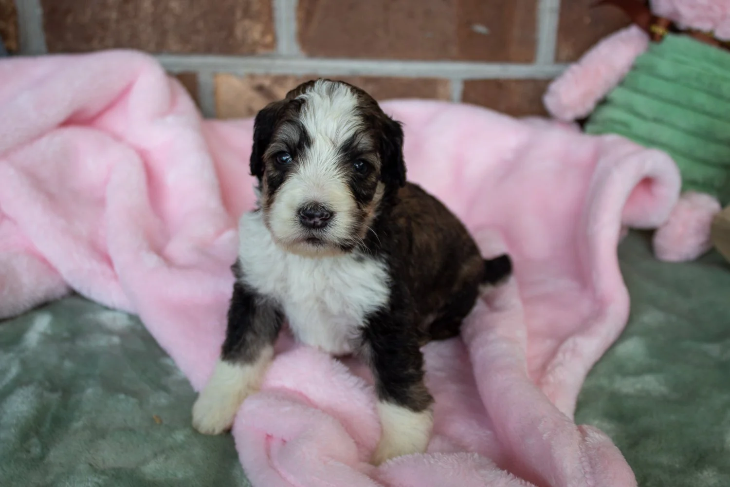 bernedoodle-pupppy-available-south-carolina.jpg