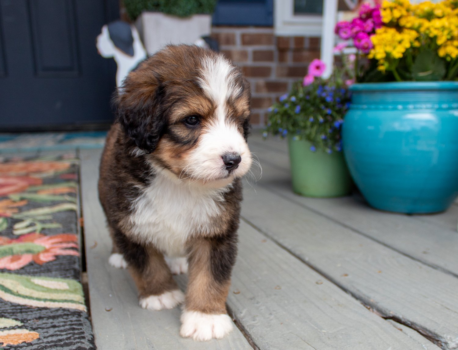 bernedoodle-pup-near-me.jpg