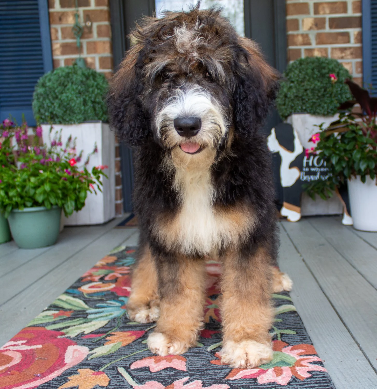 bernedoodle-near-me.jpg