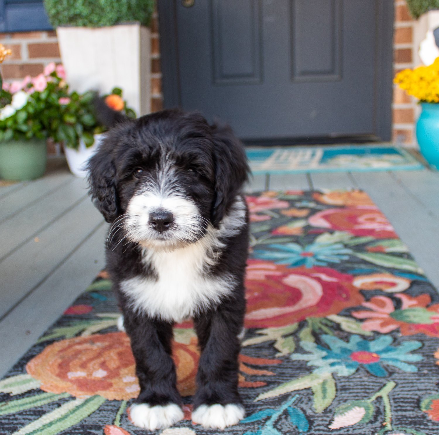 bi-color-bernedoodle-puppy.jpg