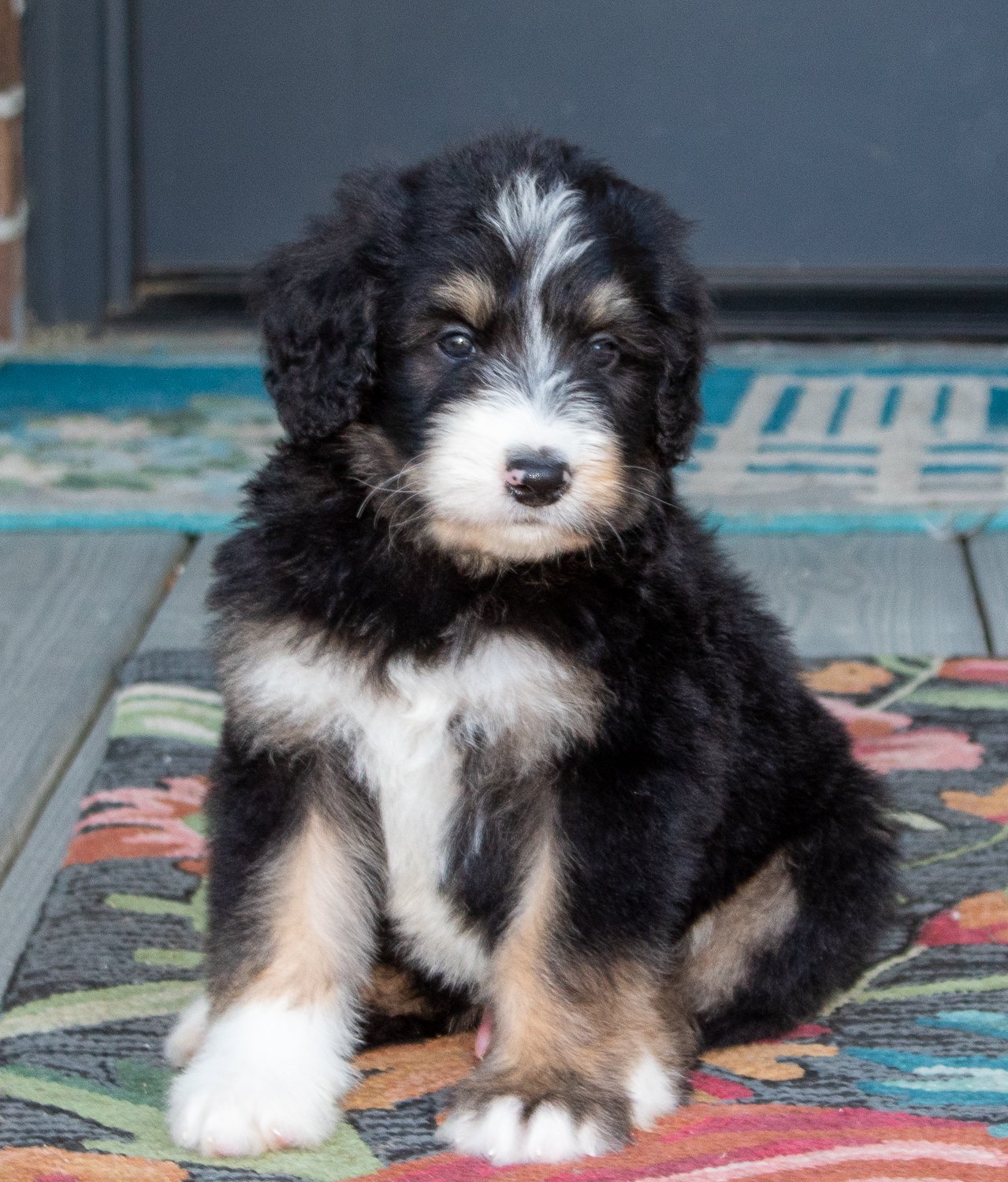 i-want-a-bernedoodle.jpg