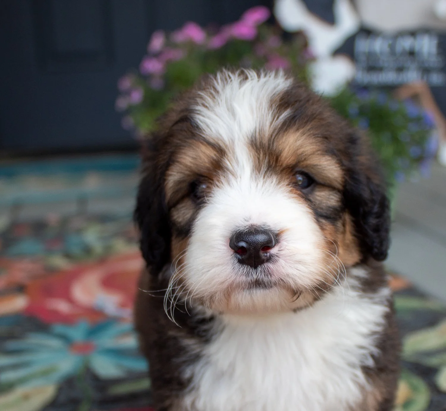 north-carolina-bernedoodles.jpg