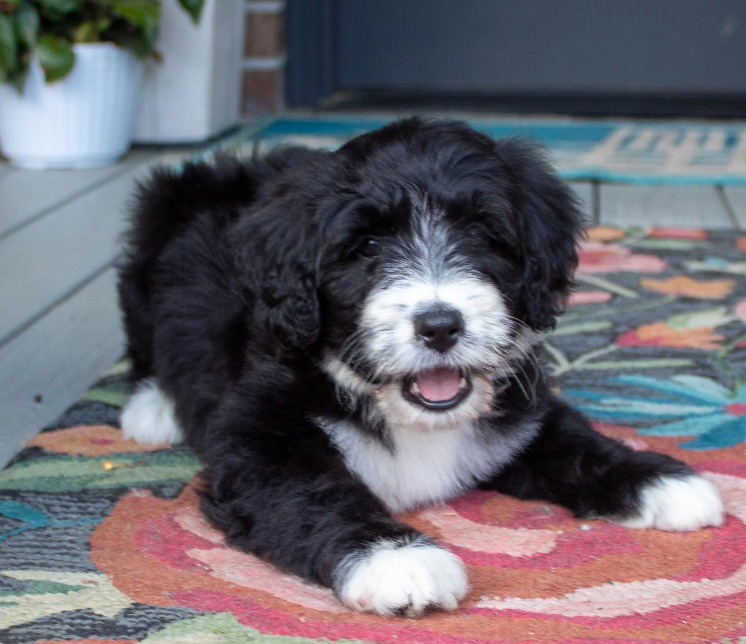 Bubbles-the-Bernedoodle.jpg