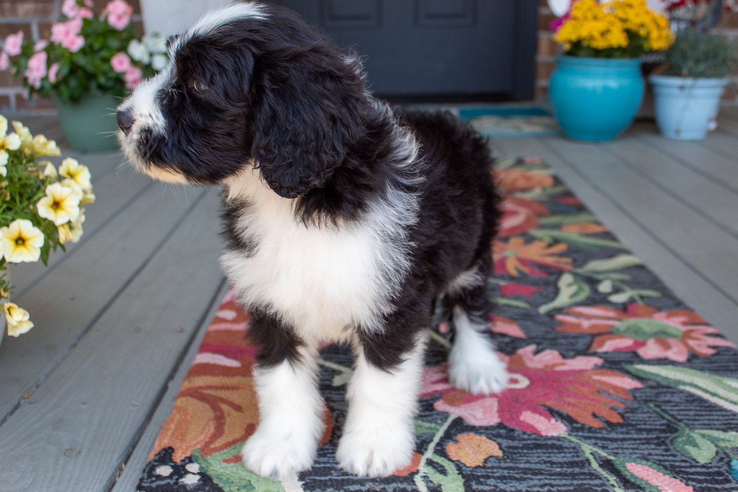 doodles-bernedoodles-mt-pleasant.jpg