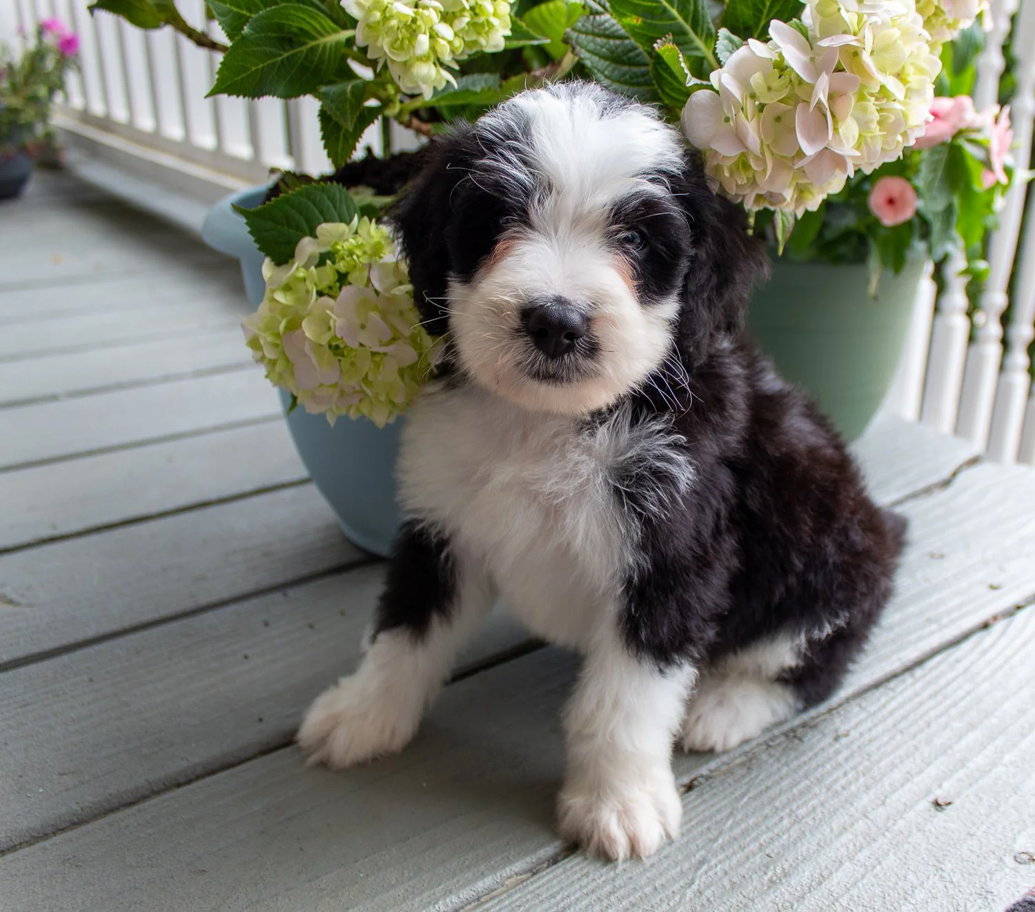 bernedoodles-full-size.jpg