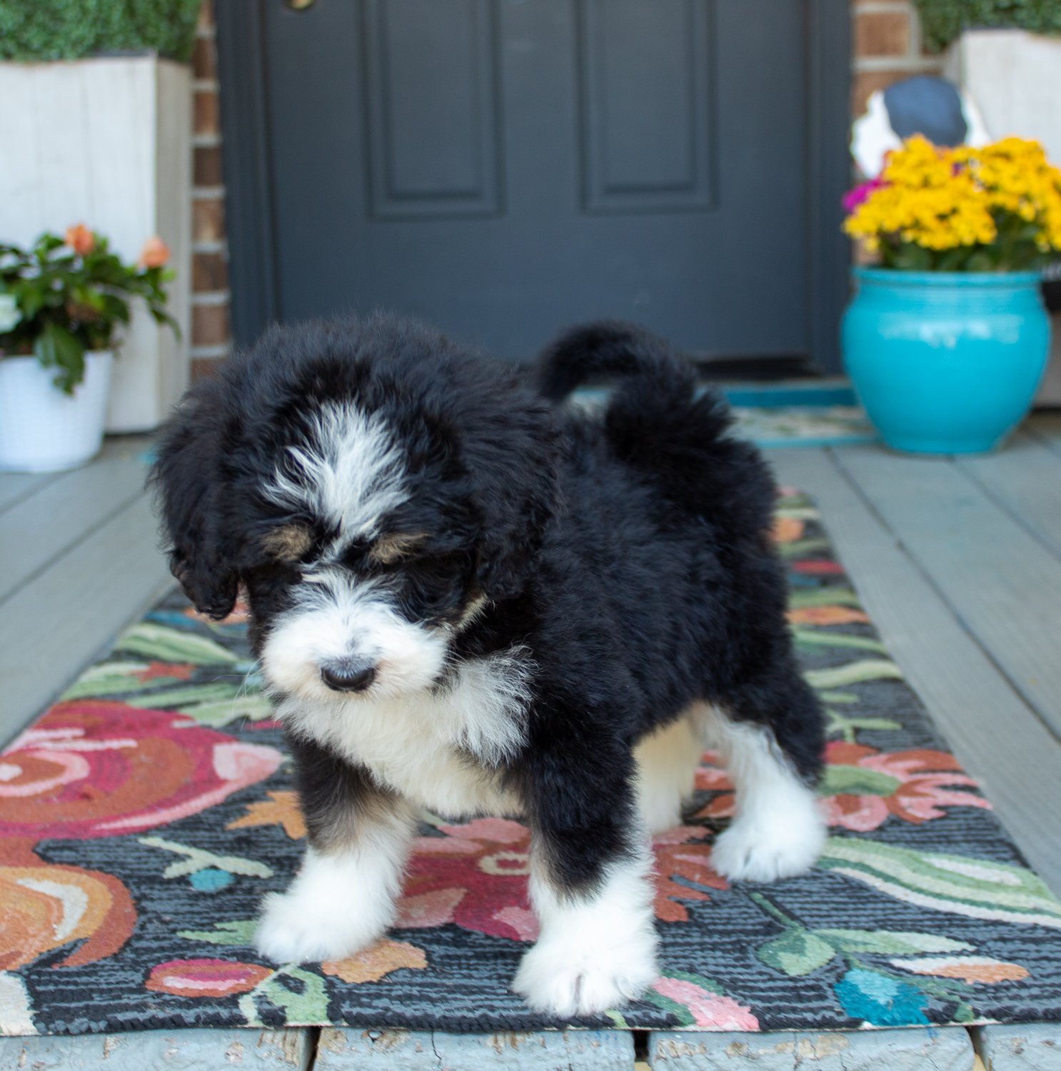 best-bernedoodle-puppies.jpg