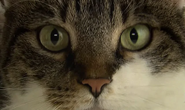 IAMS.jpg
