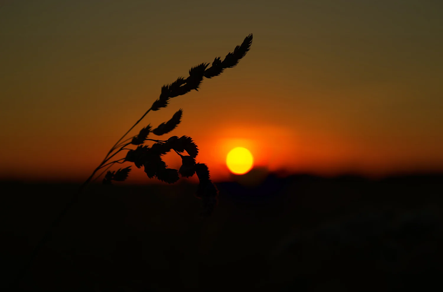 Sunset crop