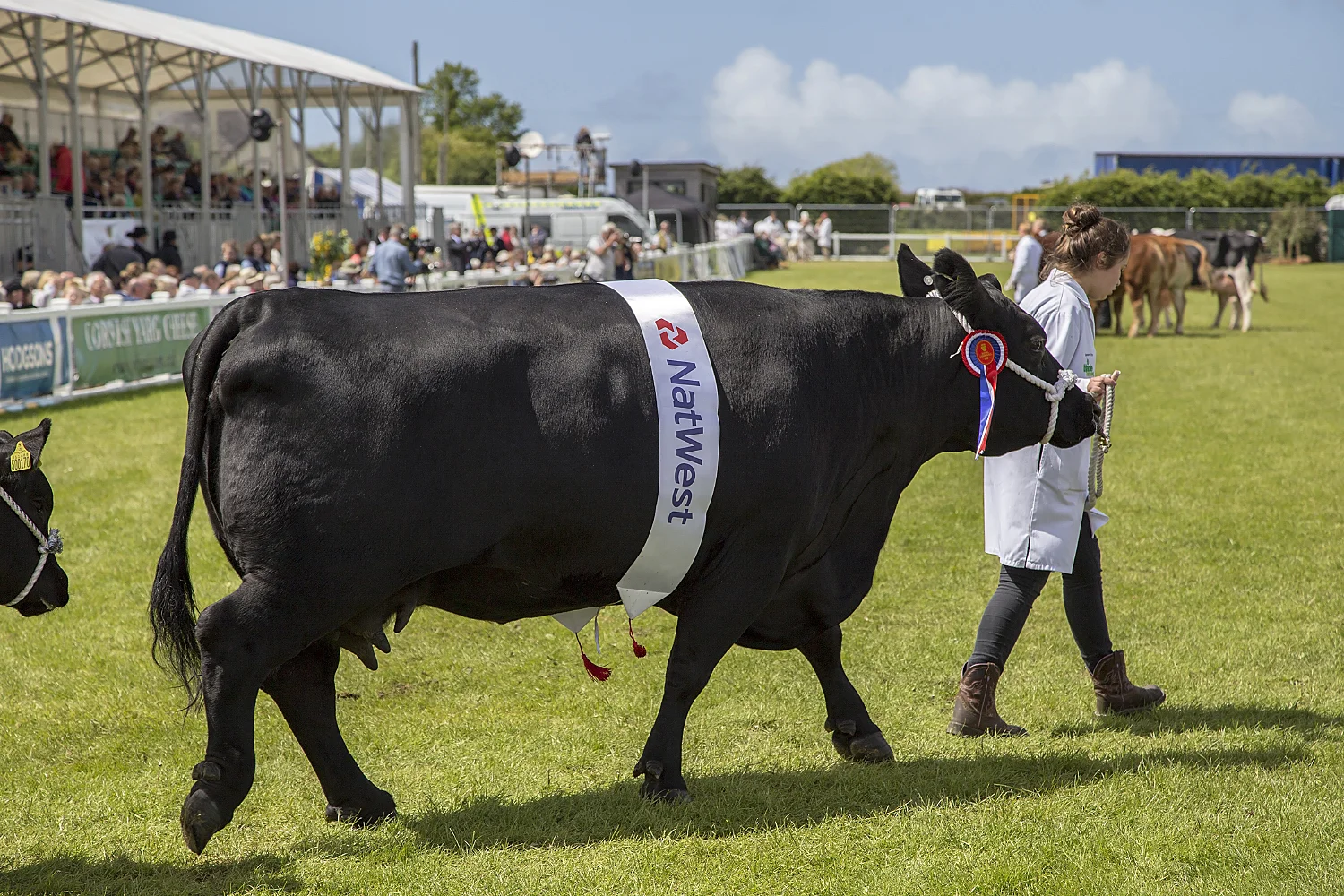 Cornwall county show