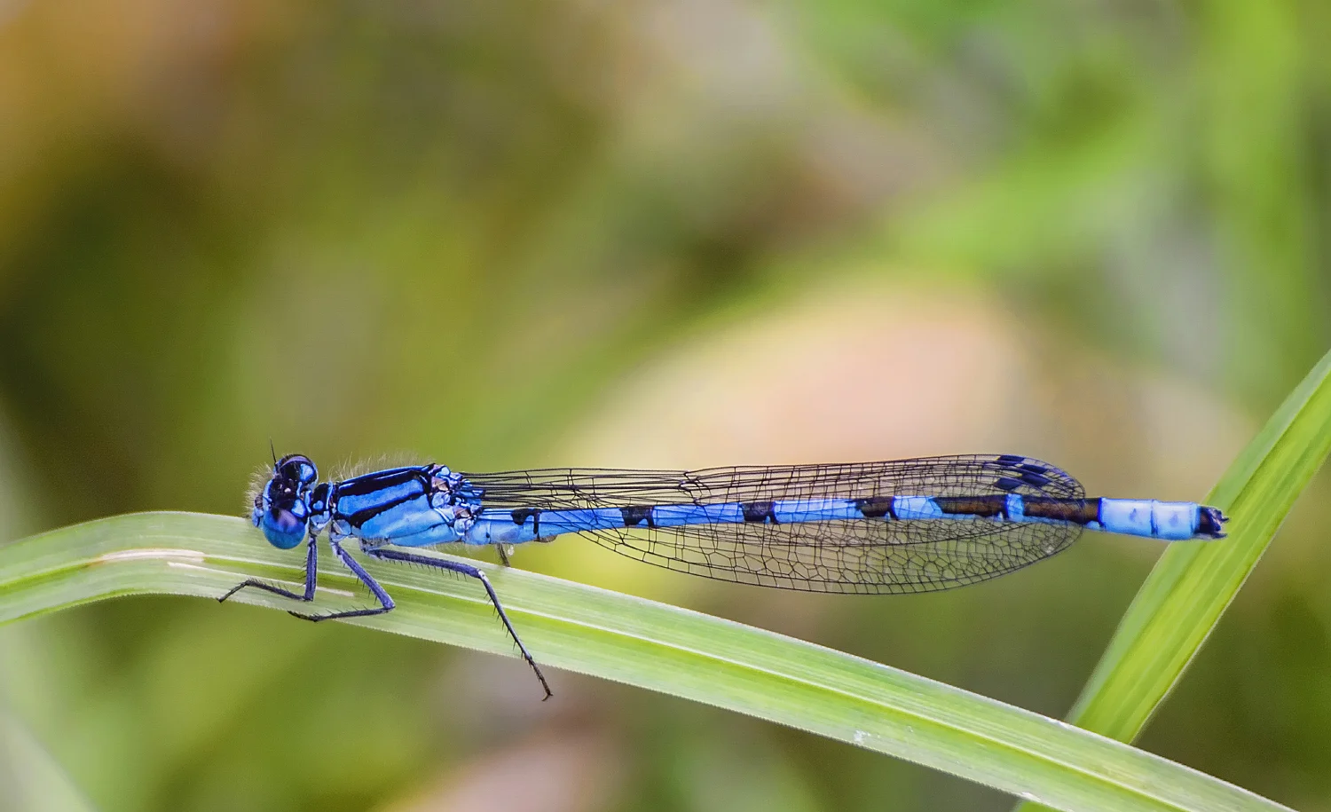 Dragonfly